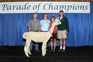 Parade of Champions Alpaca Auction Hightlights #1