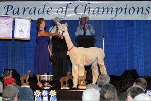 Parade of Champions Alpaca Auction Hightlights #3