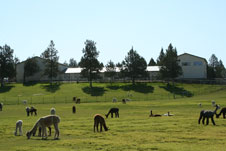 Crescent Moon Alpaca Ranch