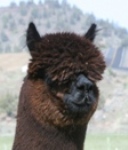 Francisco