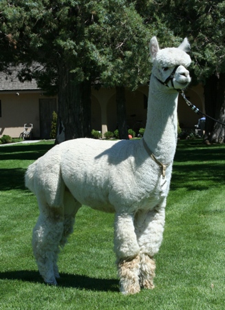 30037619 - Photo 1