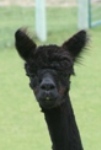 Estrella Negra