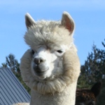 Accoyo Confusion
