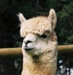 Peruvian Chaccu
