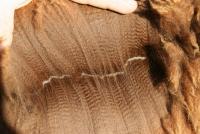 31067690 fleece