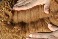 31068383 fleece