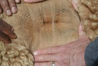 31068406 fleece