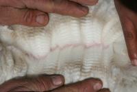 31356930 fleece