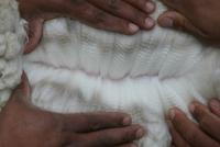 31357210 fleece