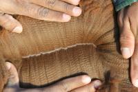 31357814 fleece